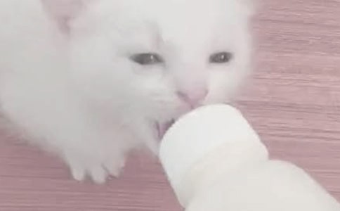 “喂奶油”大赛作文