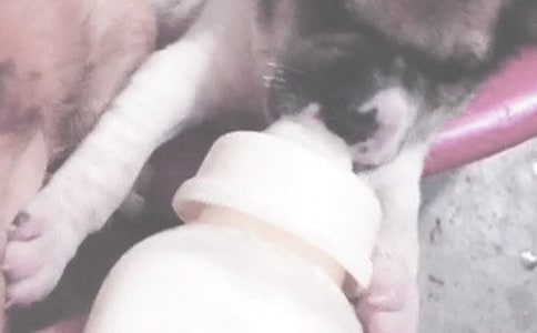 宝宝喂奶时打嗝的注意事项