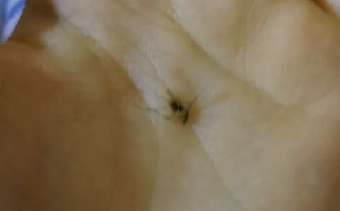 蚊子大战作文(精选15篇)