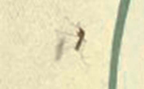 给蚊子先生的信