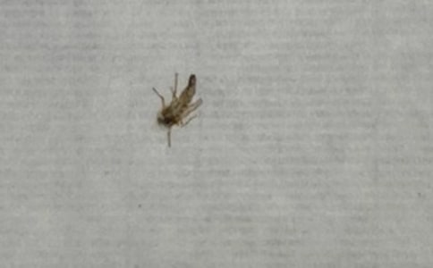 睡觉时防蚊子的方法
