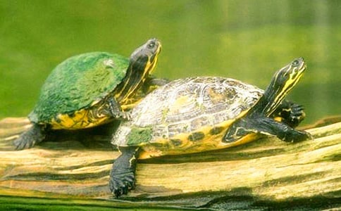 【经典】小乌龟作文
