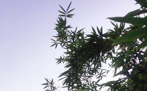 经典正能量的午安语录合集99条