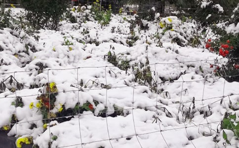 下雪的作文（集合）