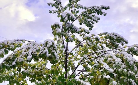 下雪了的作文集锦15篇