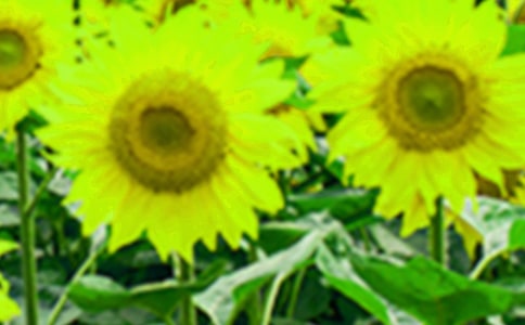 向日葵作文优秀(15篇)