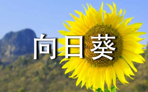向日葵作文实用(15篇)
