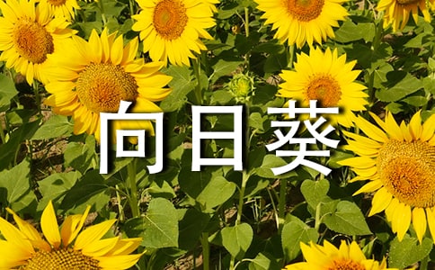 向日葵作文必备(15篇)