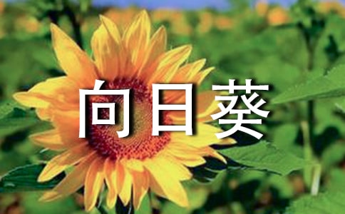 我是向日葵作文