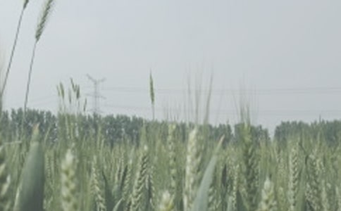 【精】小麦种植基础考察报告2篇