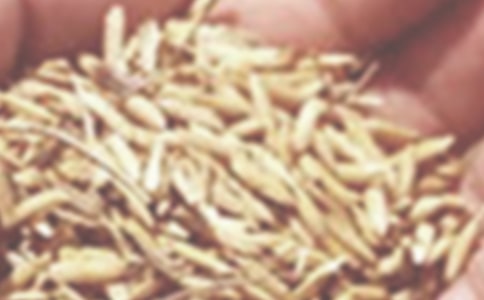 轮子上的麦小麦读后感范文