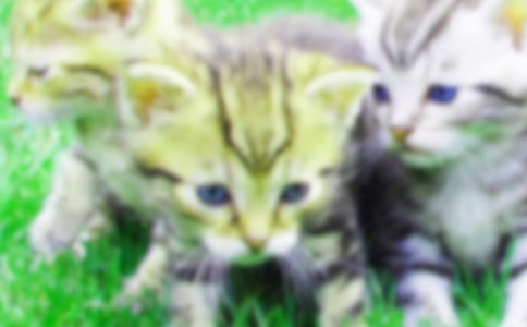可爱的小猫作文【精选】
