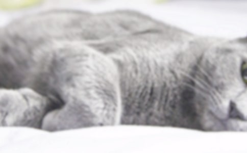 【精选】我家的小猫作文15篇