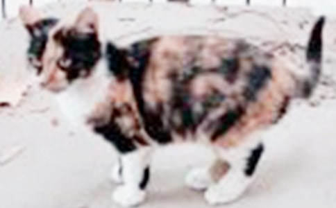 [精选]可爱的小猫作文