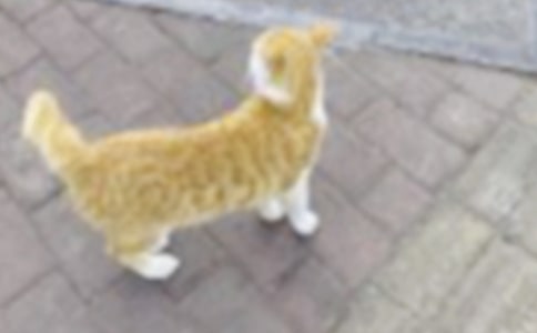 可爱的小猫作文（经典）