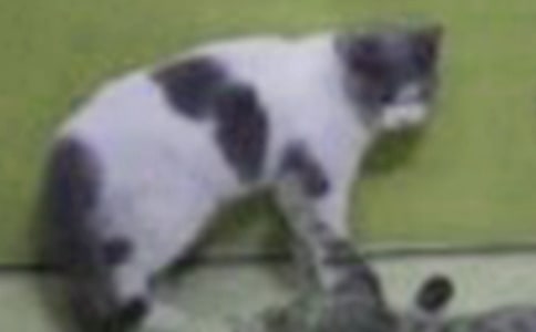 （实用）可爱的小猫作文15篇