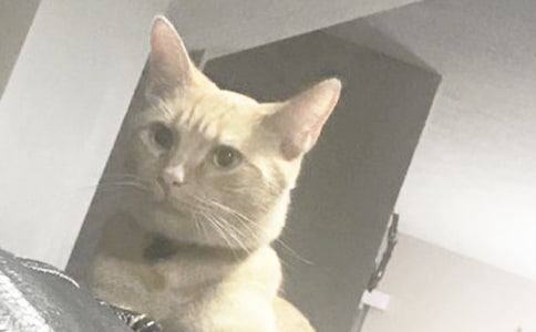 二年级看图写话小猫抓老鼠