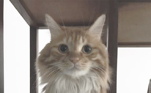 小猫吃鱼看图写话（合集）