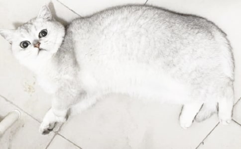 (必备)可爱的小猫作文