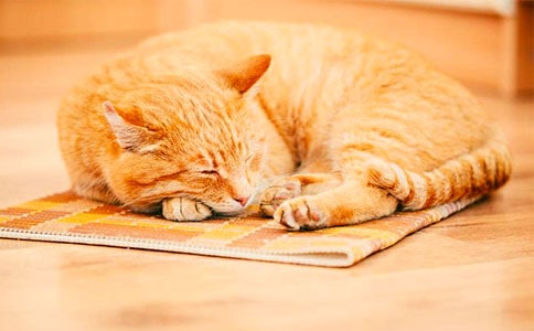 【优选】可爱的小猫作文