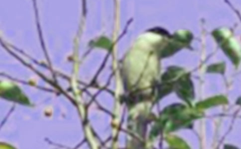 救小鸟看图写话优选[15篇]