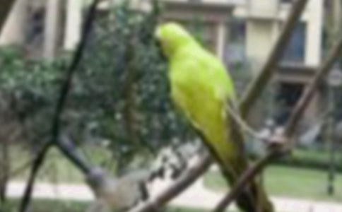 小班语言：小小鸟