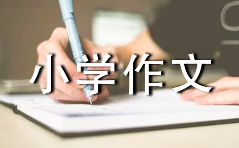 在尝试中成长小学作文(7篇)