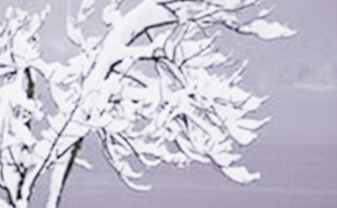 小雪转学申请书的写法