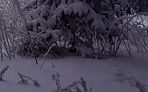 小雪吃什么好