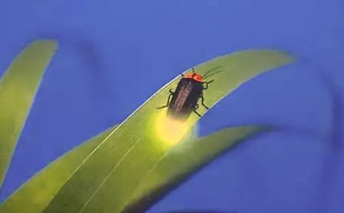 萤火虫 作文