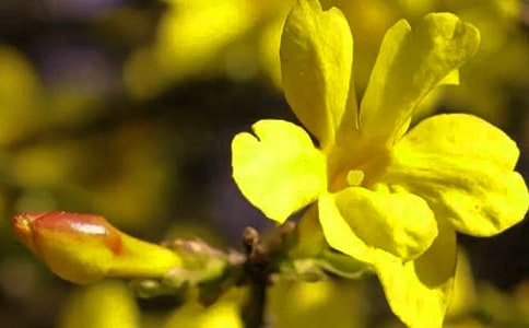 迎春花作文15篇【推荐】