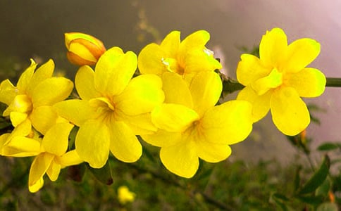【精】我喜欢的迎春花作文