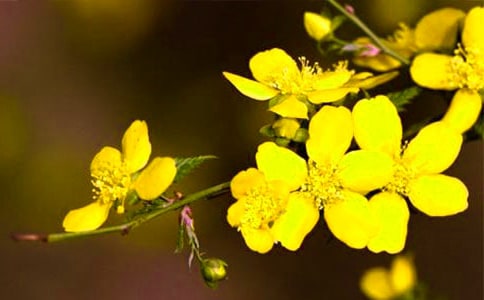 迎春花作文精选（15篇）