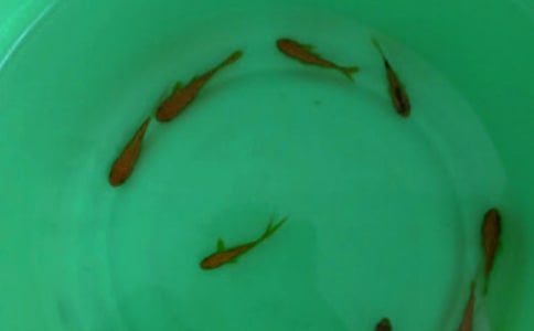 鱼苗下塘的注意事项