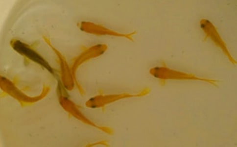 养殖淡水白鲳鱼苗培育的注意事项