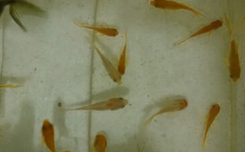鱼苗购销合同15篇