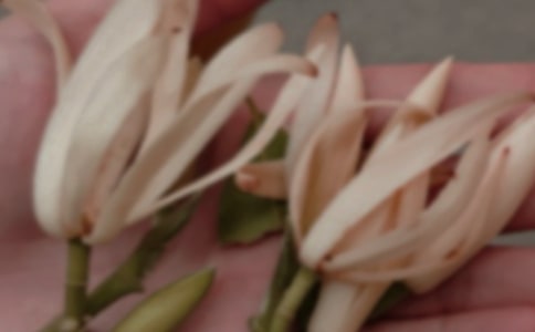 【热门】玉兰花开作文