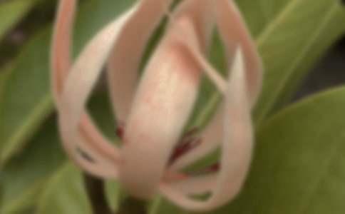 【热】玉兰花开作文
