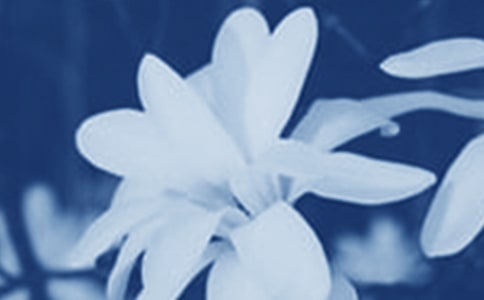 玉兰花开作文【荐】