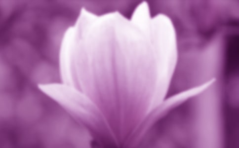 玉兰花作文(推荐)