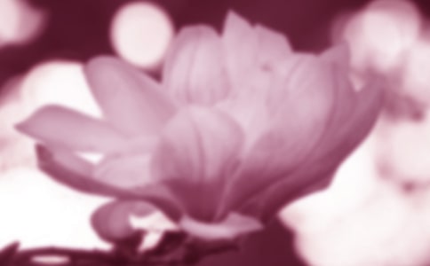 美丽的玉兰花作文15篇（集合）
