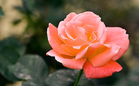 月季花的观察记录小学作文10篇