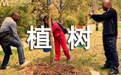 植树造林活动方案