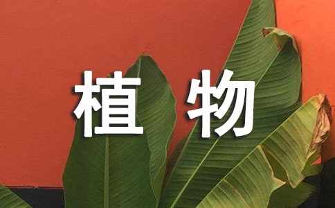 我眼中的缤纷世界植物作文（通用29篇）