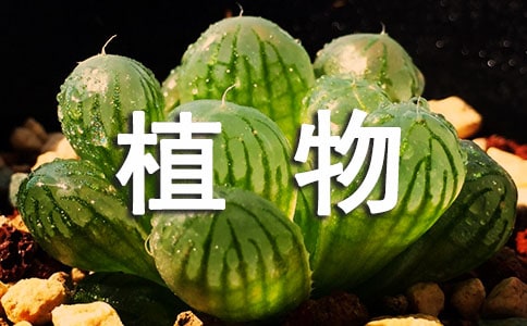 夏天的植物作文（通用36篇）