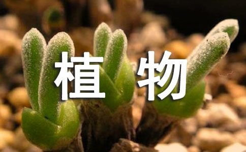 【推荐】我家的植物作文八篇