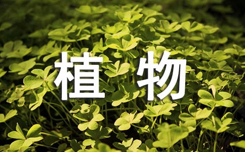 多肉植物作文300字实用[3篇]