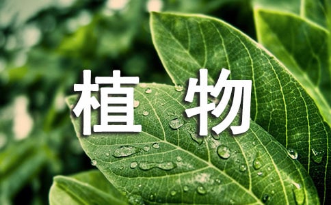 植物学专业实习心得优秀范文