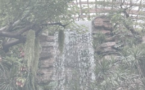 游上海植物园作文400字