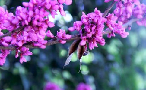 美丽的紫荆花作文集锦4篇